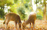 野生動物の調査