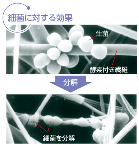 細菌に対する効果